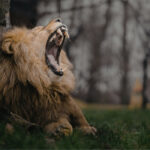 Checklist documentos imposto de renda 2026